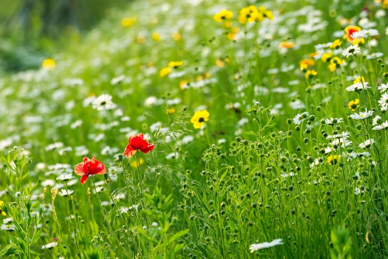 a field of wildflowers and daisies on a sunny day, by Hans Schwarz, color field, green and red plants, full of colour 8-w 1024, dof wide, vibrant greenery