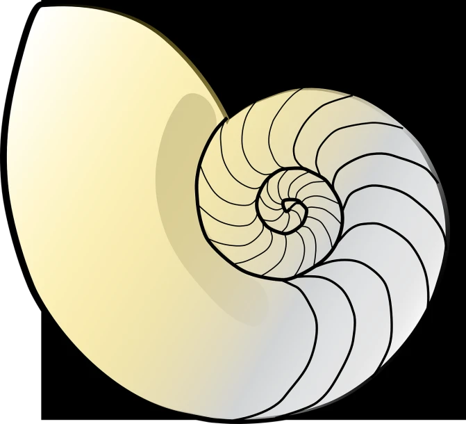 a spiral shell on a black background, an illustration of, art nouveau, golden ratio illustration, cell - shaded, simple primitive tube shape, bone