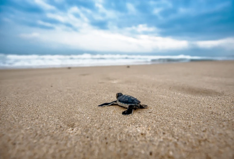a baby turtle crawling towards the ocean on a sandy beach, by Matt Stewart, unsplash contest winner, trailing off into the horizon, 🦩🪐🐞👩🏻🦳, take off, istock