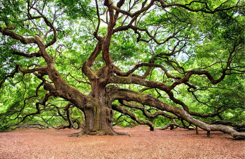 a large tree sitting in the middle of a forest, by Robert Brackman, pexels, ancient oak forest, tree branches intertwine limbs, hd —h 1024, 1 6 x 1 6