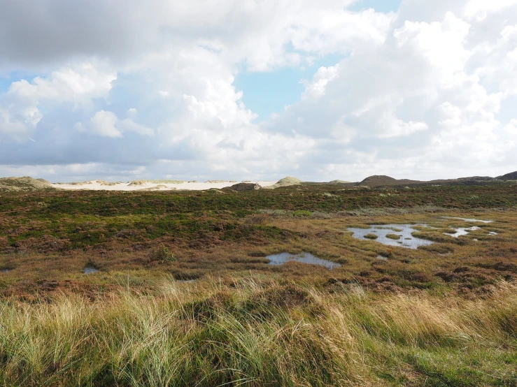 a herd of sheep standing on top of a lush green field, a photo, by Dietmar Damerau, les nabis, dunes, moorland, beach in the foreground, bog