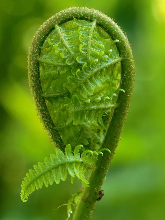 a close up of a plant with green leaves, a macro photograph, by Robert Brackman, hurufiyya, psychedelic fern, hatched ear, curled perspective, 4k post