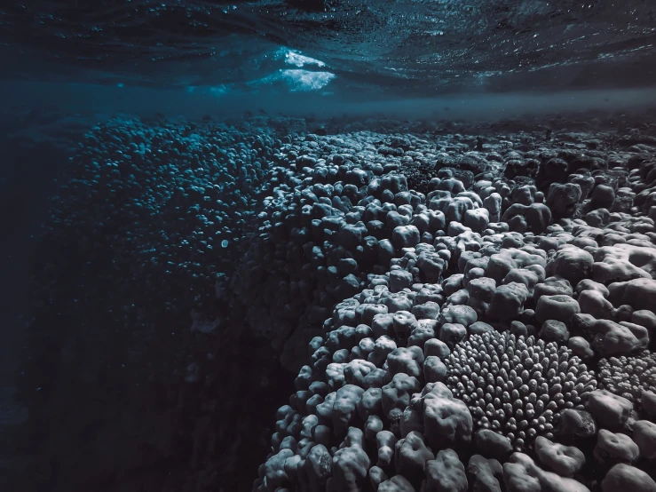 a group of fish swimming over a coral reef, a microscopic photo, beautiful dark beach landscape, foamy bubbles, cinematic view from lower angle, contrast of light and shadows
