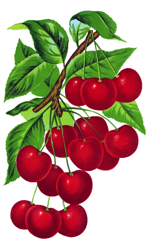 a bunch of cherries on a branch with leaves, a digital rendering, by György Rózsahegyi, pop art, -h 1024, rich detail, album cover, detail