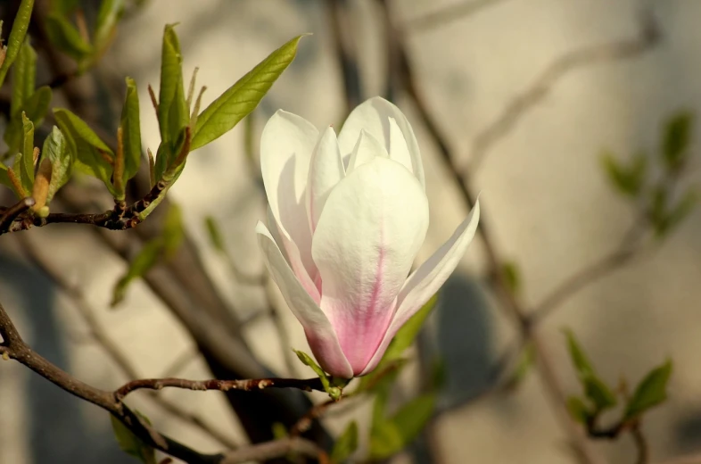 a close up of a flower on a tree, flickr, sōsaku hanga, magnolias, albino dwarf, very sharp photo, close-up photo