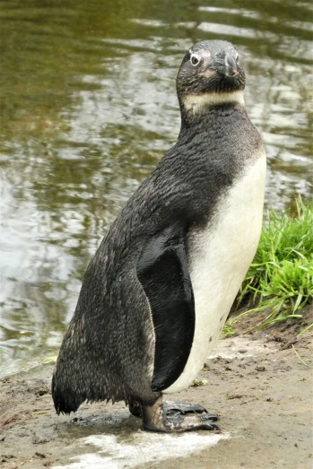 a penguin standing next to a body of water, a portrait, pixabay, with his back turned, attached tail, on a riverbank, trimmed with a white stripe