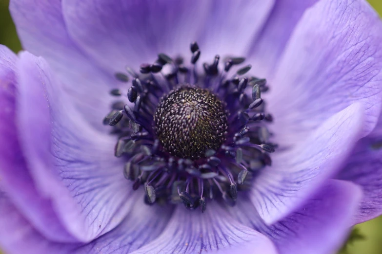 a close up view of a purple flower, by Alison Geissler, anemones, centred, middle close up, highly detaild