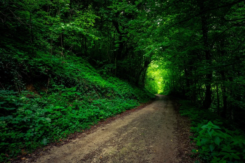 a dirt road in the middle of a lush green forest, renaissance, inside the tunnel, green hue, stunning nature in background, vibrant dark mood