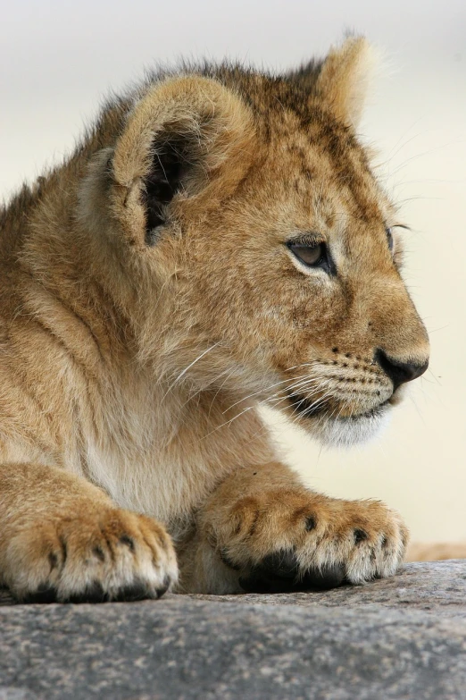 a lion cub sitting on top of a rock, a portrait, by Dave Allsop, pixabay, detailed claws, closeup of an adorable, left profile, round gentle face