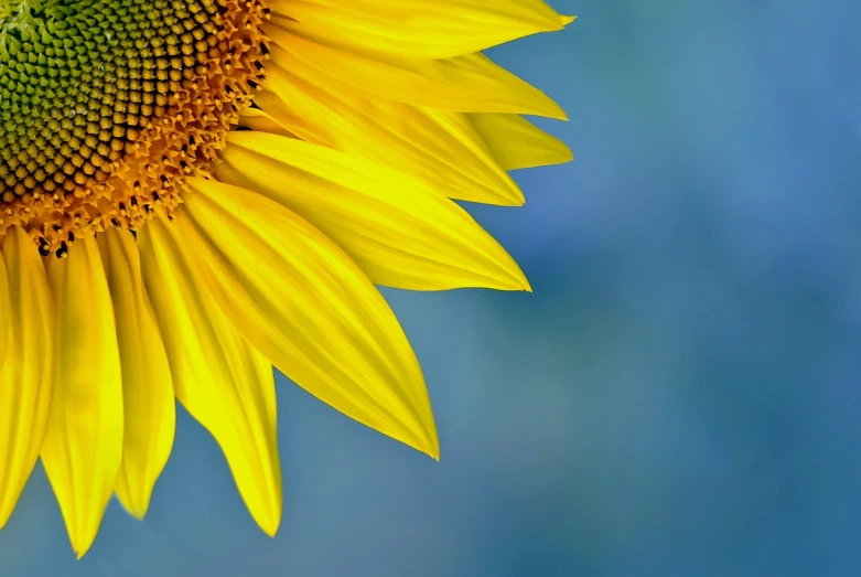 a close up of a sunflower with a blue background, by Jan Rustem, beautiful natural soft light, istockphoto, ultra shallow depth of field, soft light from the side