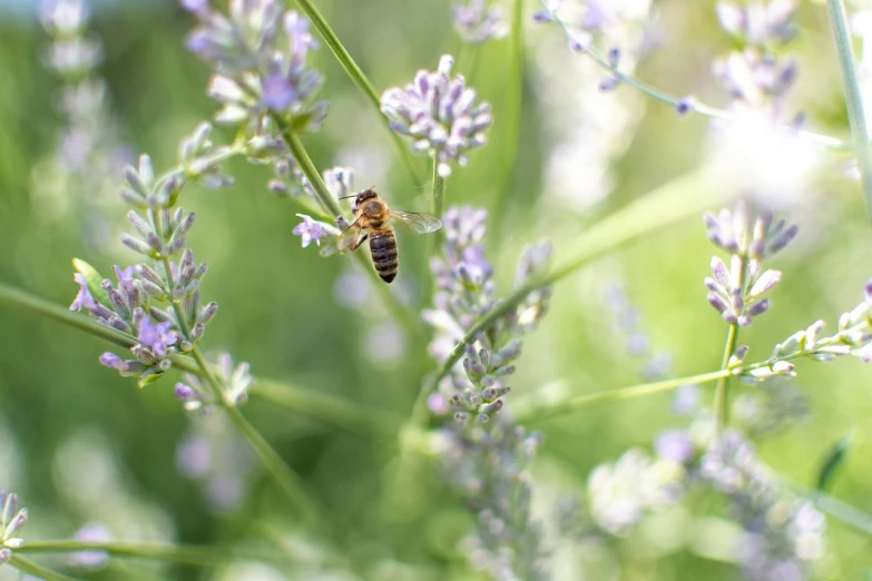 a bee sitting on top of a purple flower, happening, bokeh photo, in the high grass, lavender fields in full bloom, outdoor photo