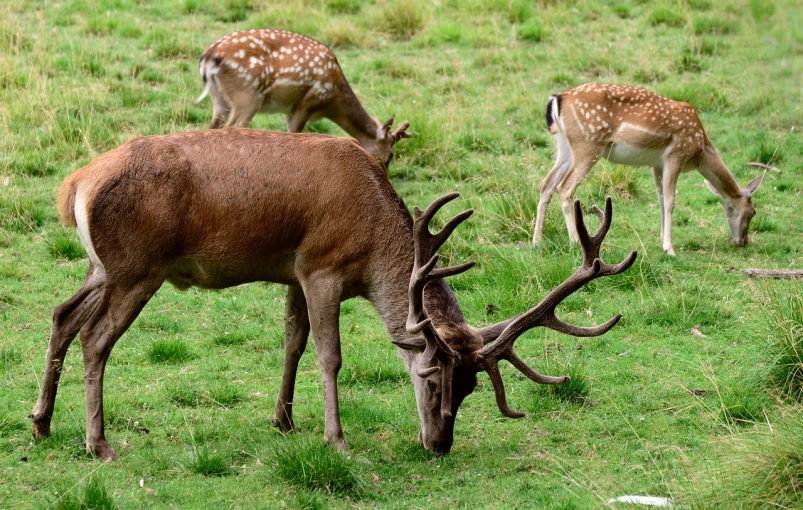 a couple of deer standing on top of a lush green field, shutterstock, three animals, eating, very sharp photo, very accurate photo