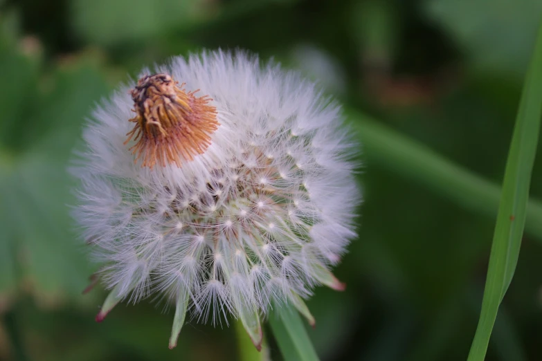 a close up of a dandelion in the grass, a macro photograph, hurufiyya, [ 4 k photorealism ], beautiful flower, short telephoto