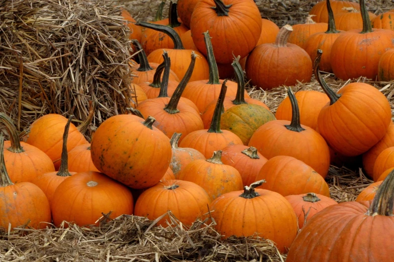 a pile of pumpkins sitting on top of a pile of hay, by Susan Heidi, high def, web, a green, in rows