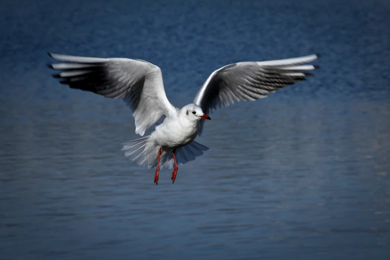 a seagull flying over a body of water, a portrait, by Hans Schwarz, pixabay contest winner, arabesque, arms stretched wide, img _ 9 7 5. raw, sharp irregular spiraling wings, on a lake