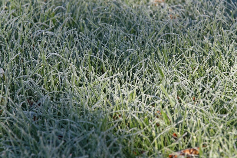 a red fire hydrant sitting on top of a lush green field, inspired by Arthur Burdett Frost, ice needles, blue gray, zoomed in, chiffon