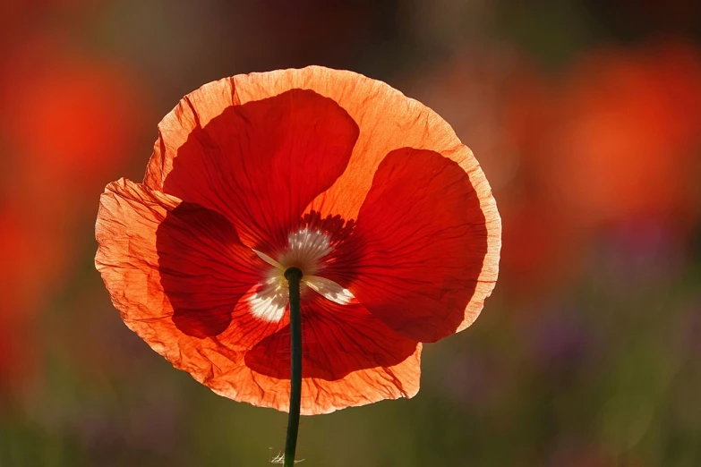 a close up of a flower with a blurry background, a picture, by Hans Schwarz, pixabay, hurufiyya, poppy, difraction from back light, wikimedia commons, blocking the sun