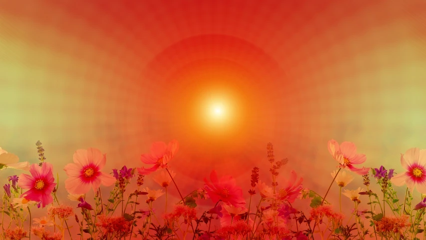 a field of flowers with the sun in the background, a picture, by Tadashige Ono, romanticism, gradient red, spiritual scene, halo of light, cosmos in the background