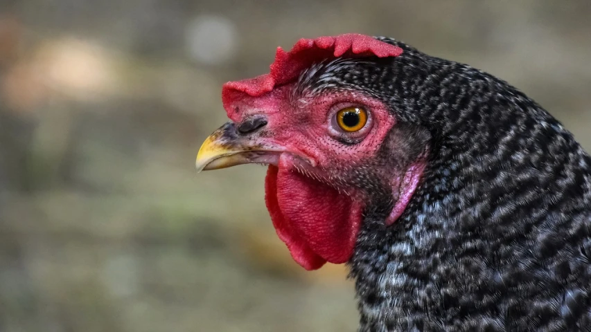 a close up of a chicken with a red comb, a portrait, by Jan Rustem, shutterstock contest winner, young adult male, highly detailed!, photo taken in 2 0 2 0, mid 2 0's female