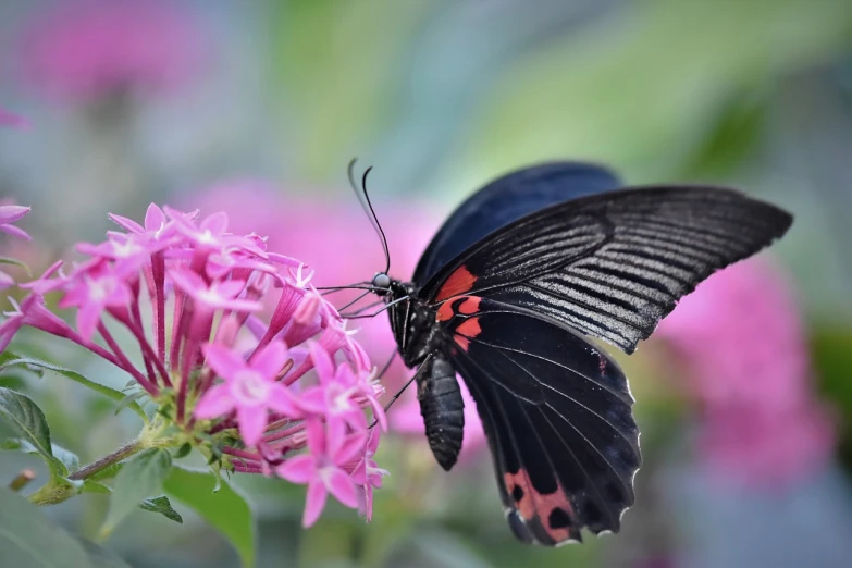 a close up of a butterfly on a flower, a picture, by Anna Haifisch, shutterstock, hot pink and black, very sharp and detailed photo, very beautiful photo, black butterflies