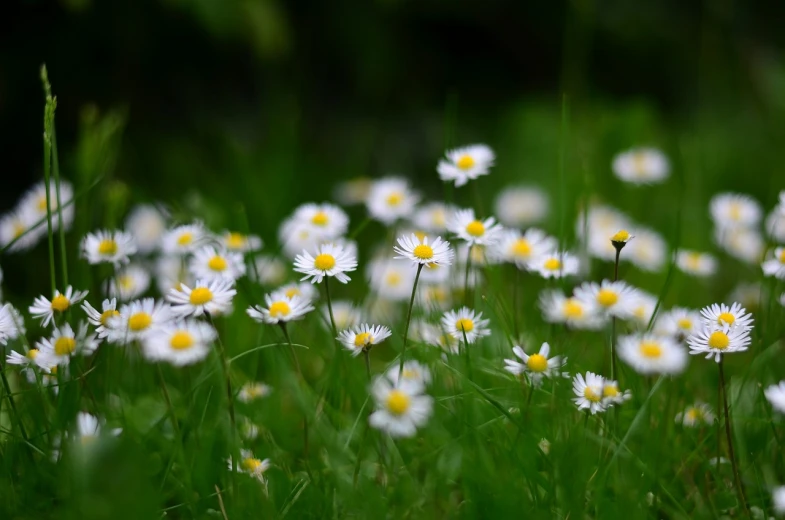 a field full of white and yellow flowers, a picture, by Hans Schwarz, trending on pixabay, minimalism, depth of field 8k, green and white, daysies, dark and white