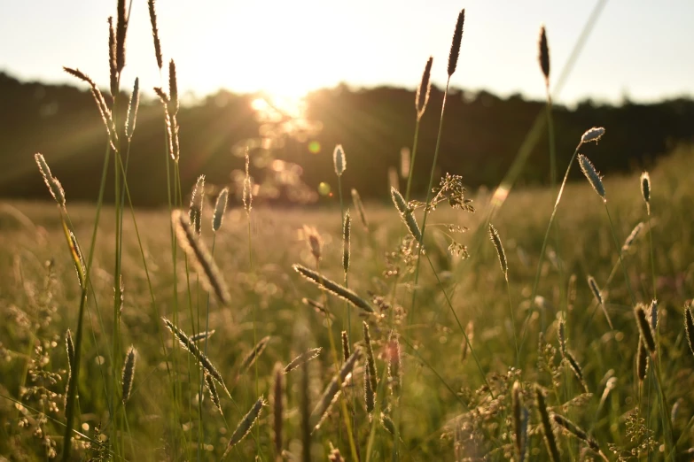 a field of grass with the sun setting in the background, a picture, by Thomas Häfner, detailed depth of field, ears shine through the light, 7 0 mm photo, meadows