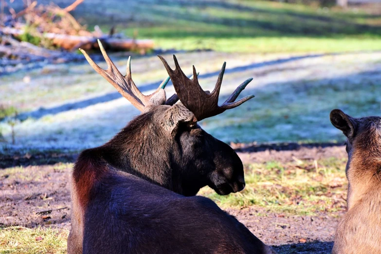 a couple of animals that are laying down, a photo, moose, museum quality photo, sunny morning light, he is about 2 5 years old