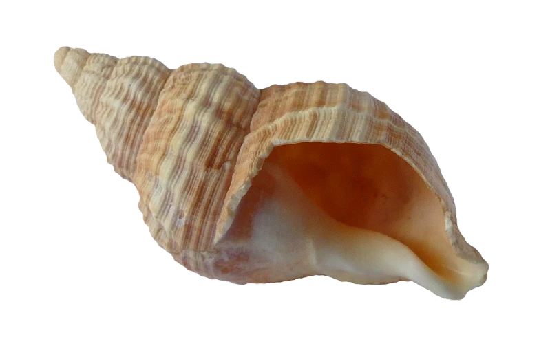 a close up of a shell on a white background, an illustration of, hurufiyya, large aquiline nose!!, single horn, full subject shown in photo, very realistic looking