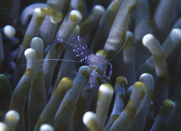 a close up of a shrimp in a sea anemone, a portrait, renaissance, watch photo, indigo, depth of field ”