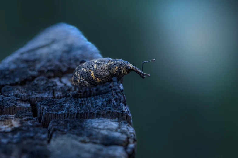 a snail sitting on top of a piece of wood, a macro photograph, by Matthias Weischer, unsplash, digital art, lantern fly, sitting on a rock, higly detailed dark, rhino beetle