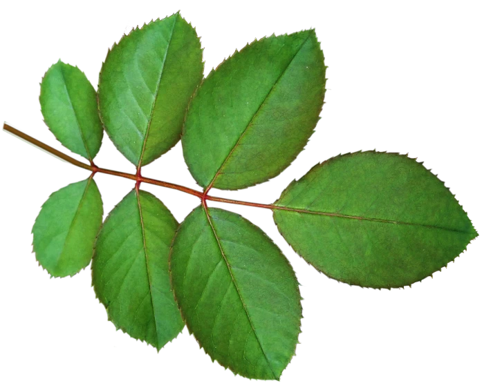 a close up of a leaf on a black background, a photo, rose twining, [ overhead view ]!, ultra high def, leaves twigs wood