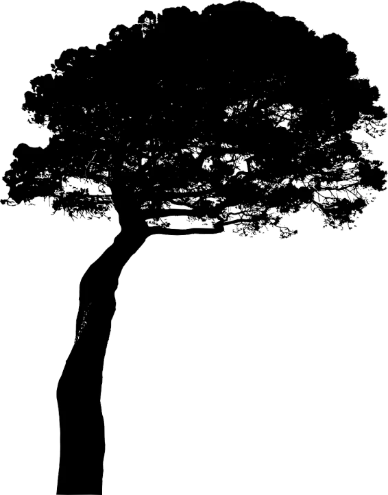 a black and white silhouette of a tree, by João Artur da Silva, trending on pixabay, side-view. highly detailed, height 1 7 8, speedtree, isolated background