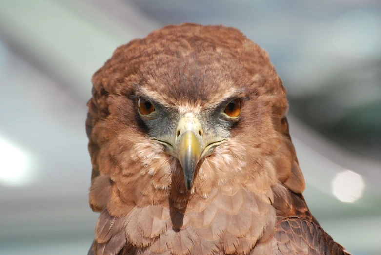 a close up of a bird of prey, a portrait, by Edward Corbett, shutterstock, hurufiyya, angry frown, taken with a pentax k1000, museum quality photo, stock photo