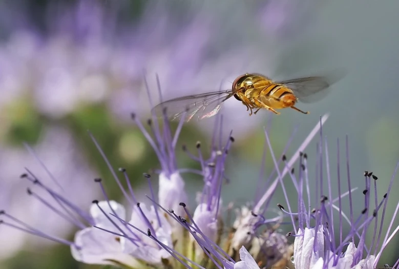 a close up of a fly on a flower, a macro photograph, shutterstock, figuration libre, in flight, gold and purple, 2 0 2 2 photo