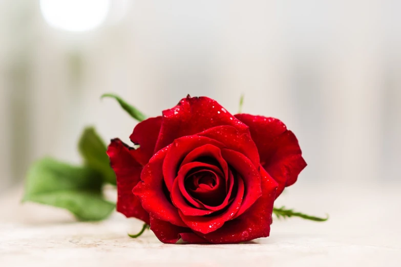 a single red rose sitting on top of a table, a stock photo, close-up product photo, flowers inside of a marble, high detail product photo