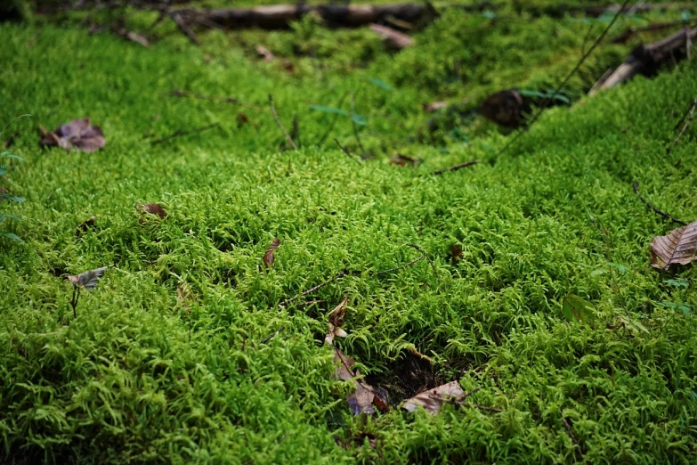 a small teddy bear sitting on top of a lush green field, a macro photograph, by Aleksander Gierymski, minimalism, slime mold forest environment, crawling along a bed of moss, lying on the woods path, taken with a pentax1000