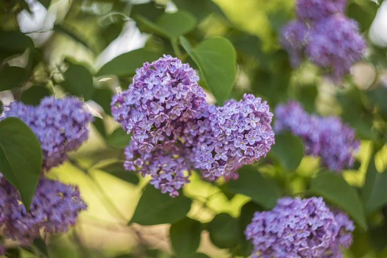 a close up of a bunch of purple flowers, a portrait, by John La Gatta, shutterstock, lilac bushes, detailed trees in bloom, high quality product image”