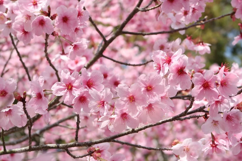 a close up of pink flowers on a tree, by Shiba Kōkan, flickr, 1 6 x 1 6, istock, sakura bloomimg, taiwan