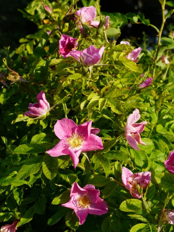 a bunch of pink flowers sitting on top of a lush green field, by Lorraine Fox, romanticism, clematis like stars in the sky, huge rose flower head, warm sunshine, posing for camera