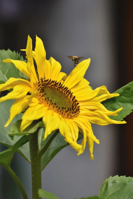 a close up of a sunflower with a bee on it, by Linda Sutton, high res photo, hovering, at home, very accurate photo