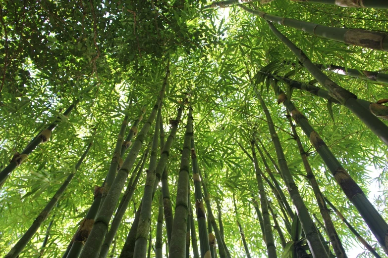 a group of tall bamboo trees in a forest, by Kim Du-ryang, flickr, looking at the ceiling, symmetry!, trees!!, ((trees))