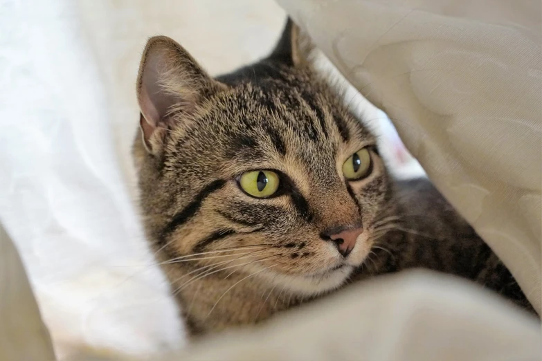 a close up of a cat laying on a bed, by Maksimilijan Vanka, pixabay, happening, fully covered in drapes, with a white muzzle, over-the-shoulder shot, looking around a corner