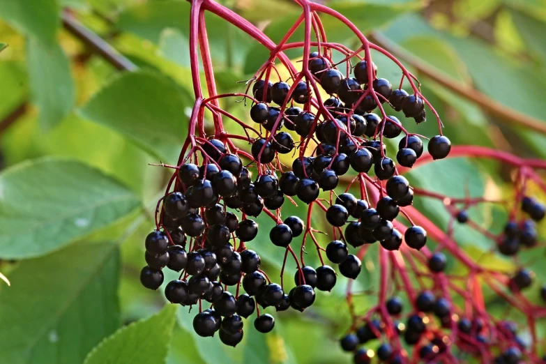 a close up of a bunch of berries on a tree, a digital rendering, pixabay, hurufiyya, black flowers, elder, avatar image