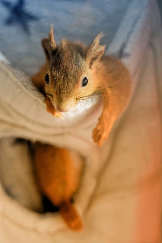 a small brown squirrel sitting on top of a bed, a portrait, by Marten Post, shutterstock, wideangle pov closeup, innocent look. rich vivid colors, covered with blanket, mouse photo