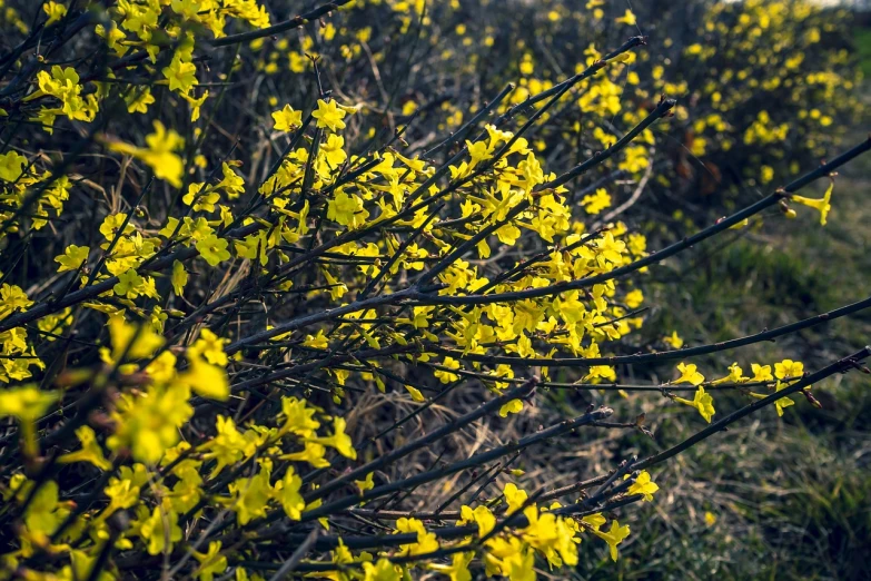 a bunch of yellow flowers in a field, by Jacob Kainen, leaves on branches, early spring, high quality product image”, photo taken on a nikon