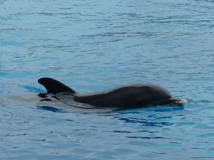 a close up of a dolphin in a body of water, by Nancy Spero, flickr, hurufiyya, okinawa churaumi aquarium, right side profile, calf, smooth oval head