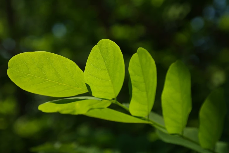 a close up of a leaf on a tree, hurufiyya, moringa oleifera leaves, alexey gurylev, 4k high res, honeysuckle