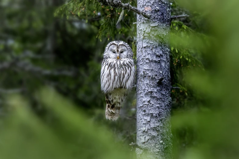 an owl is perched on a tree branch, a picture, by Dietmar Damerau, shutterstock, bright nordic forest, photo taken with sony a7r, stock photo, bushy white beard