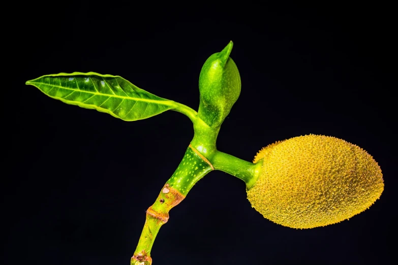 a close up of a plant with a fruit on it, a macro photograph, art photography, shot at night with studio lights, nuttavut baiphowongse, yellow lighting from right, very sharp photo