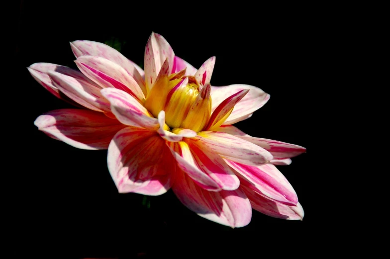 a close up of a flower on a black background, by Jim Nelson, precisionism, pink and yellow, perfect crisp sunlight, floating away, dahlias